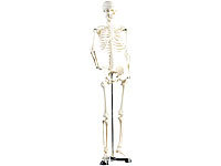 newgen medicals Original Lehrmittel Anatomie Skelett auf Ständer, 85 cm