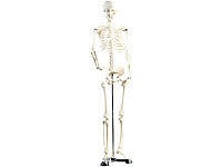 Squelette articulé 85 CM