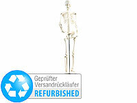 newgen medicals Modell Skelett, Homo-Skelett, Skelett Lehrmodell